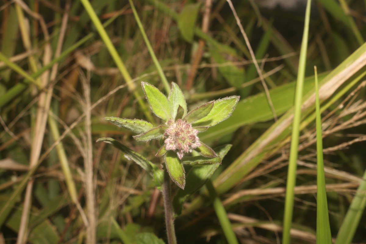 Blumea hieraciifolia var. flexuosa (C.B.Clarke) Randeria